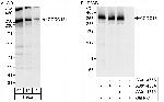 CCDC131 Polyclonal Antibody