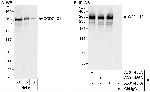 CCDC131 Polyclonal Antibody