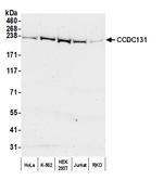 CCDC131 Polyclonal Antibody