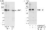 NFRKB Polyclonal Antibody