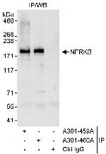 NFRKB Polyclonal Antibody