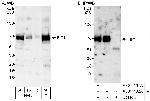 FIP1 Antibody in Western Blot (WB)