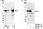 FIP1 Antibody in Western Blot (WB)