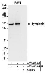 Symplekin Antibody in Immunoprecipitation (IP)