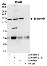 Symplekin Antibody in Immunoprecipitation (IP)