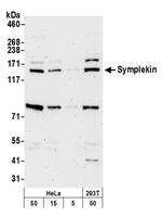 Symplekin Polyclonal Antibody