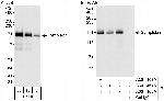 Symplekin Antibody in Western Blot (WB)