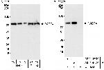 PABP4 Antibody in Western Blot (WB)