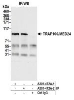 TRAP100/MED24 Antibody in Immunoprecipitation (IP)