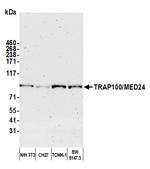 TRAP100/MED24 Antibody in Western Blot (WB)