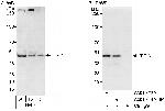 TIPIN Polyclonal Antibody
