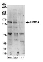 JHDM1A Polyclonal Antibody