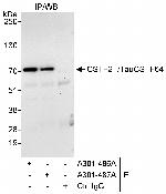 CSTF2T/TauCSTF64 Polyclonal Antibody