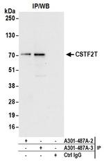 CSTF2T/TauCSTF64 Antibody in Immunoprecipitation (IP)