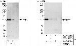 MAP7 Antibody in Western Blot (WB)