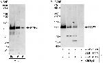 MAP7 Antibody in Western Blot (WB)