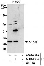 ORC6 Polyclonal Antibody