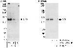CIZ1 Polyclonal Antibody