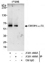 CROP/Luc7A Antibody in Immunoprecipitation (IP)