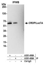 CROP/Luc7A Polyclonal Antibody