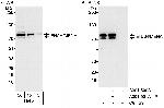 ENAH/MENA Polyclonal Antibody