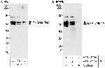ENAH/MENA Polyclonal Antibody