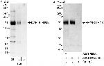 MAP4K4/HGK Antibody in Western Blot (WB)