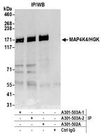 MAP4K4/HGK Antibody in Immunoprecipitation (IP)