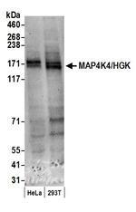 MAP4K4/HGK Polyclonal Antibody
