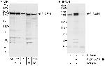 Ninein Polyclonal Antibody