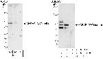 MARVELD2/Tricellulin Antibody in Western Blot (WB)