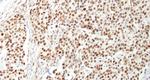 NUCKS Polyclonal Antibody