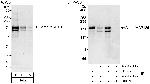 Astrin/MAP126 Polyclonal Antibody