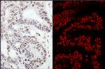 RanBP3 Polyclonal Antibody