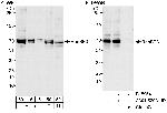 RanBP3 Antibody in Western Blot (WB)