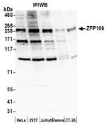 ZFP106 Polyclonal Antibody