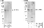 ZNF295 Polyclonal Antibody