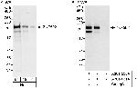 ZNF592 Polyclonal Antibody