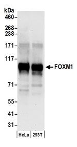 FOXM1 Antibody in Western Blot (WB)