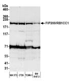 FIP200/RB1CC1 Antibody in Western Blot (WB)