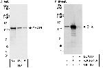 DHX16 Polyclonal Antibody