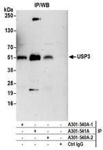 USP3 Polyclonal Antibody