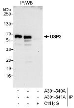 USP3 Antibody in Immunoprecipitation (IP)