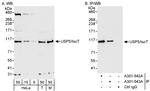 USP5/IsoT Polyclonal Antibody