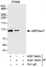 USP5/IsoT Antibody in Immunoprecipitation (IP)