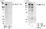 ZNF318/TZF Antibody in Western Blot (WB)