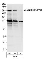 ZNF638/NP220 Polyclonal Antibody