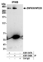 ZNF638/NP220 Antibody in Immunoprecipitation (IP)