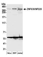 ZNF638/NP220 Polyclonal Antibody