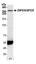 ZNF638/NP220 Antibody in Western Blot (WB)
